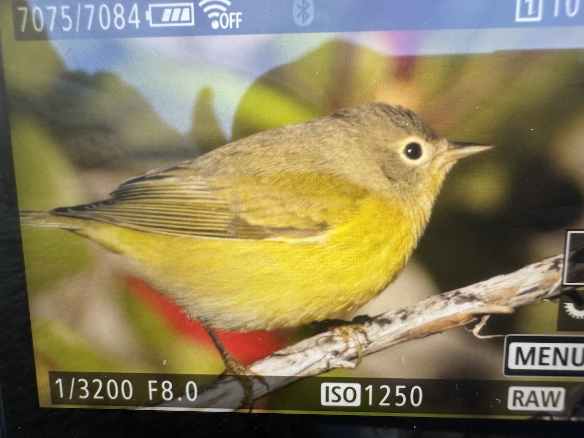 lesňáček rezavokorunkatý - ML643764823