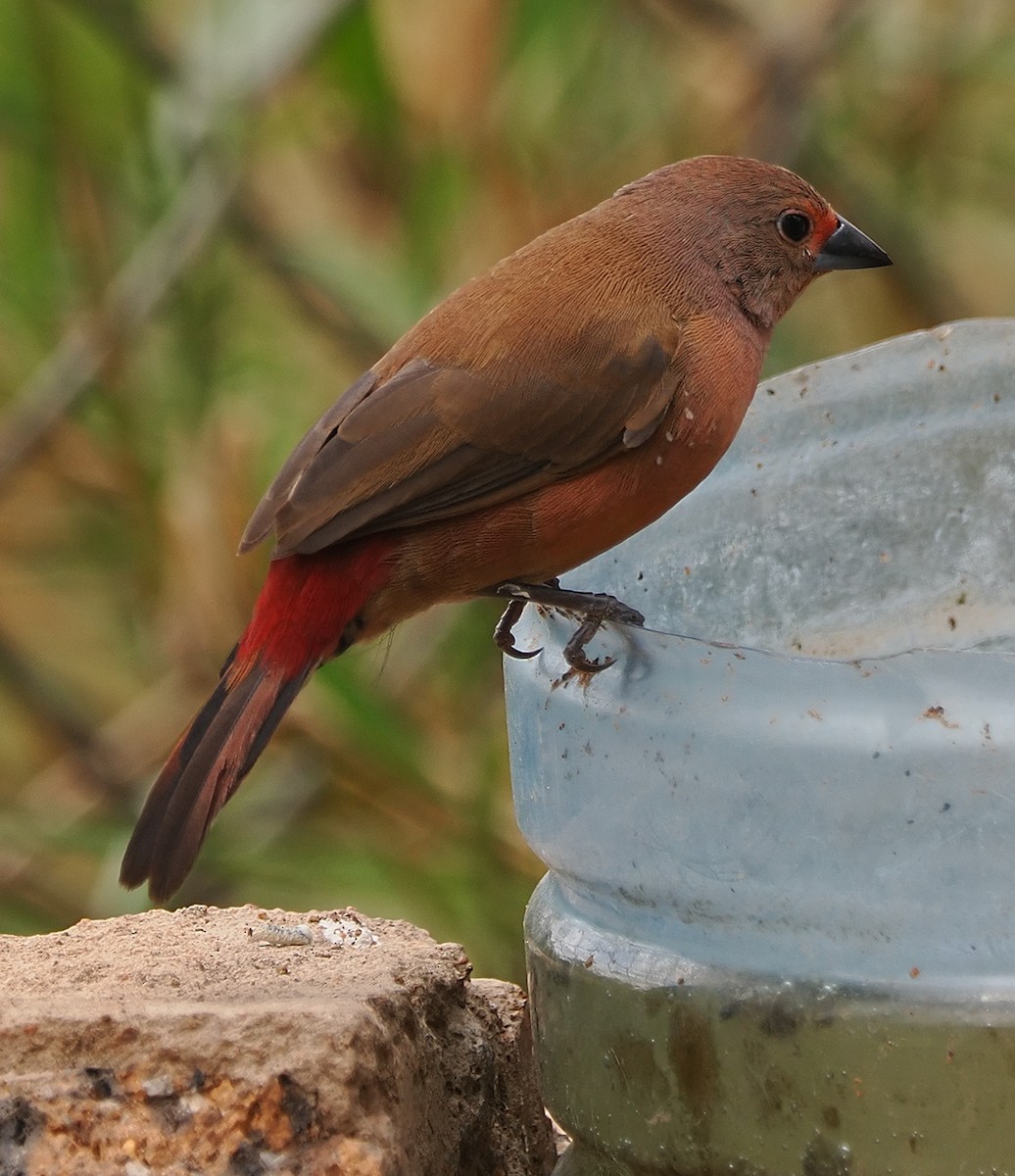 Rosenamarant - ML643764834