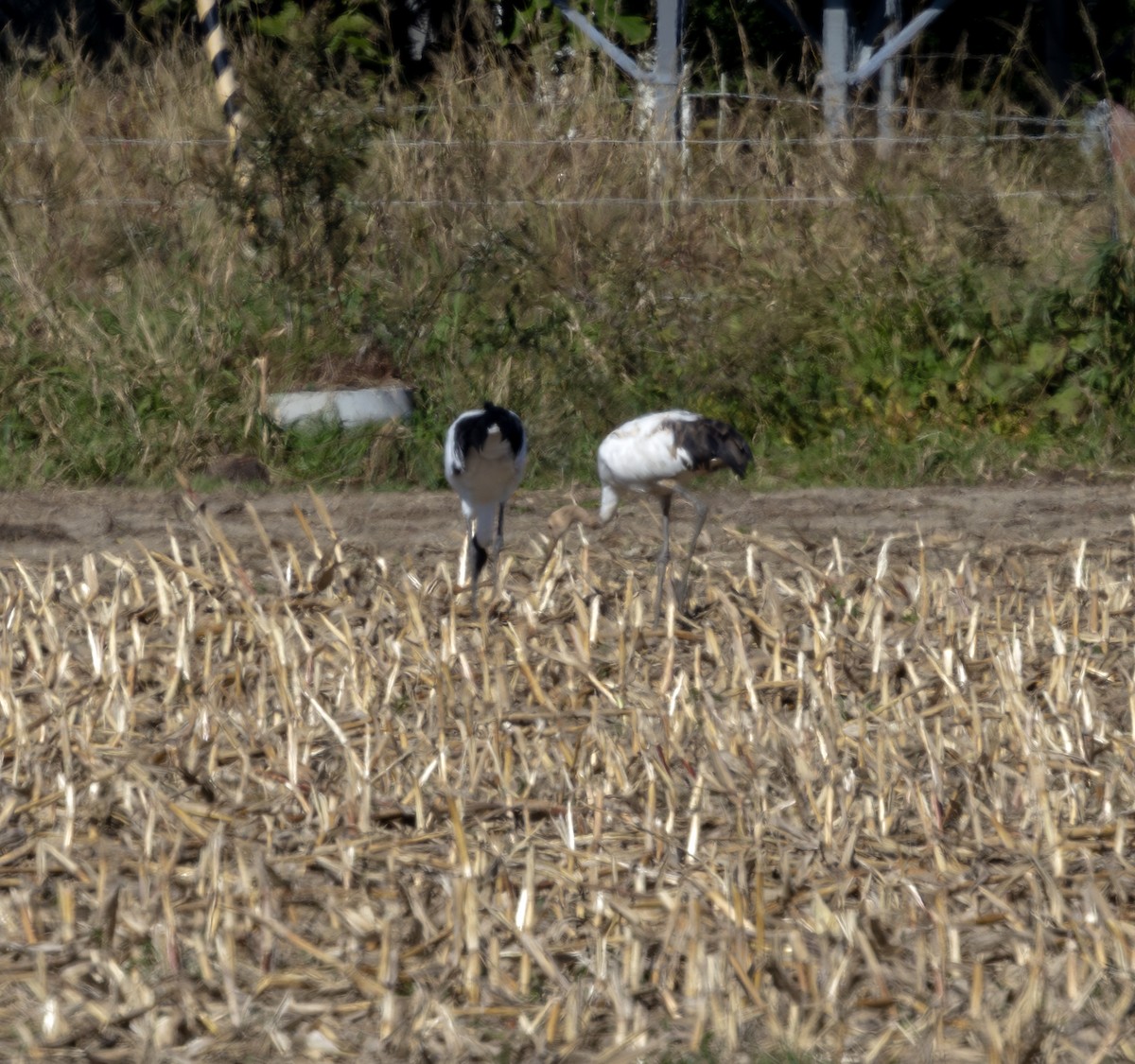 Red-crowned Crane - ML643764839