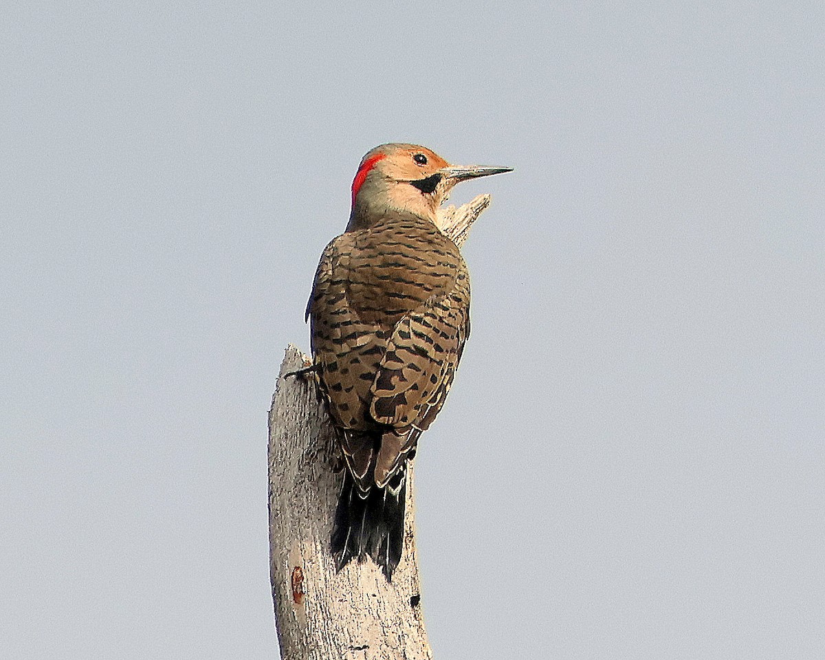 Northern Flicker - ML643764841