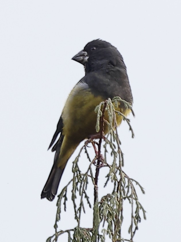 White-winged Grosbeak - ML643764846