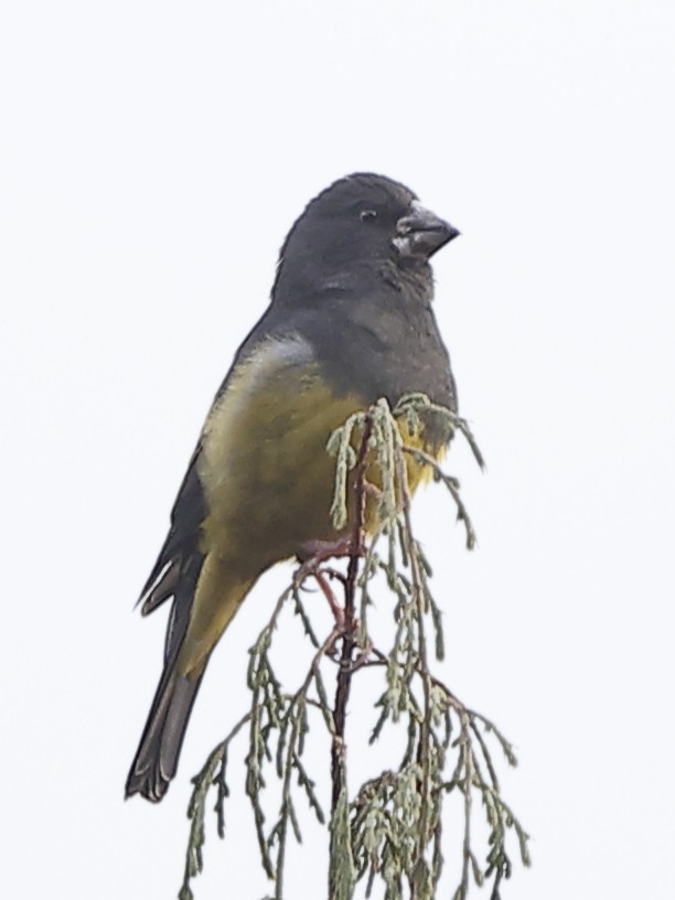 White-winged Grosbeak - ML643764847
