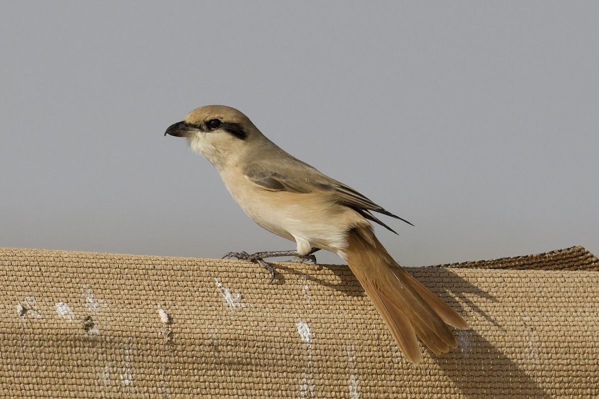 Alcaudón Isabel (isabellinus) - ML643764856