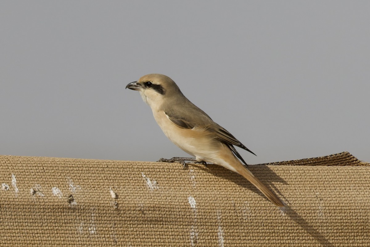 Alcaudón Isabel (isabellinus) - ML643764858