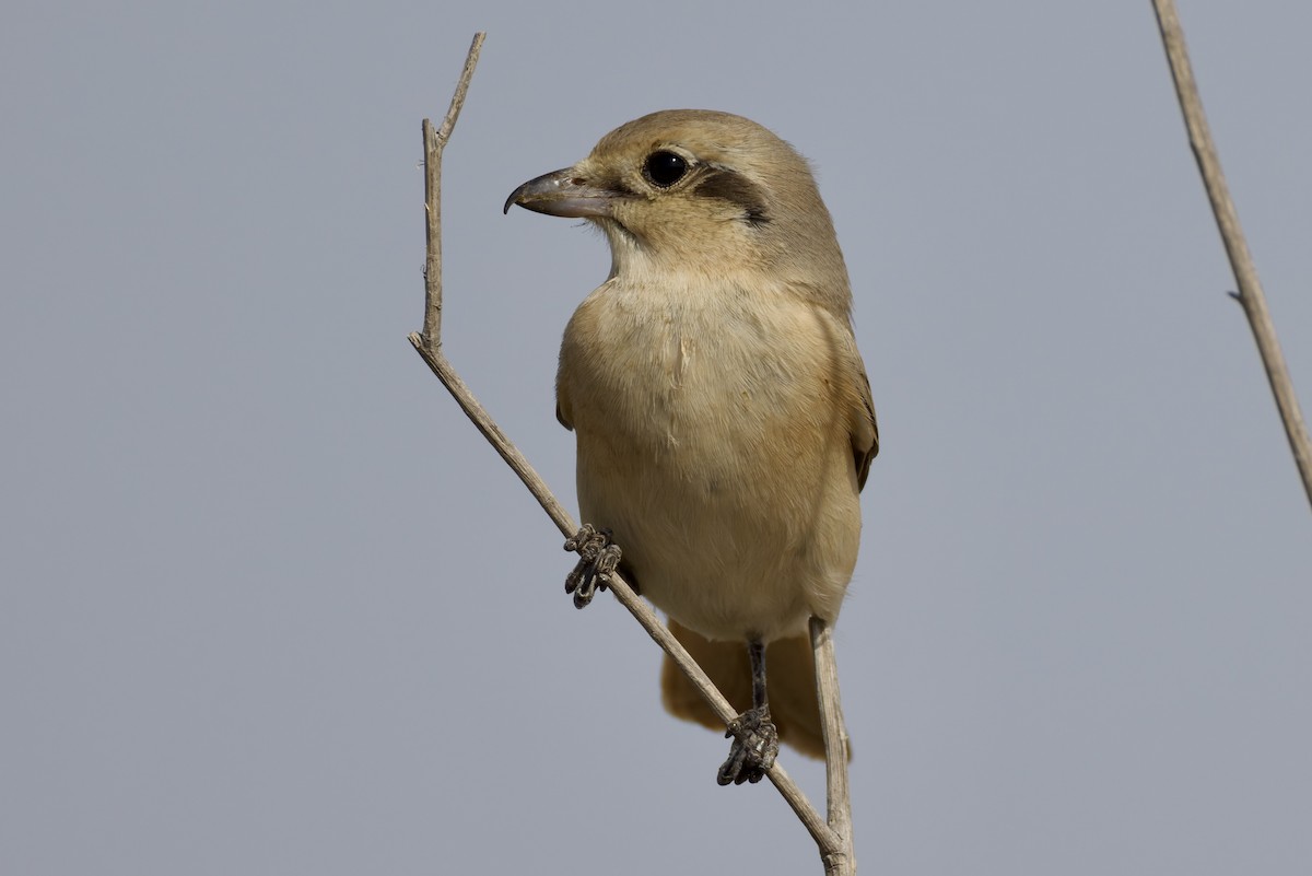 Alcaudón Isabel (isabellinus) - ML643764879