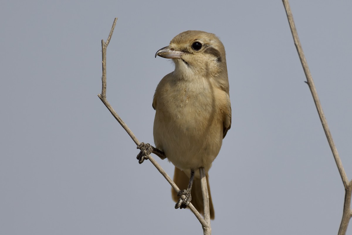 Alcaudón Isabel (isabellinus) - ML643764880