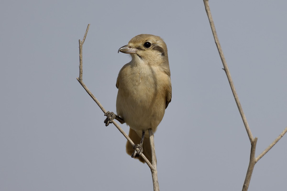 Alcaudón Isabel (isabellinus) - ML643764881