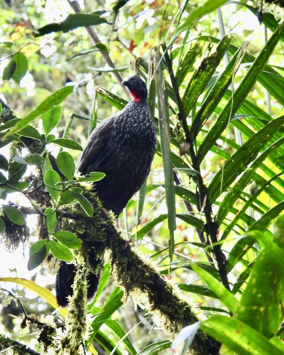 Cauca Guan - ML643764892