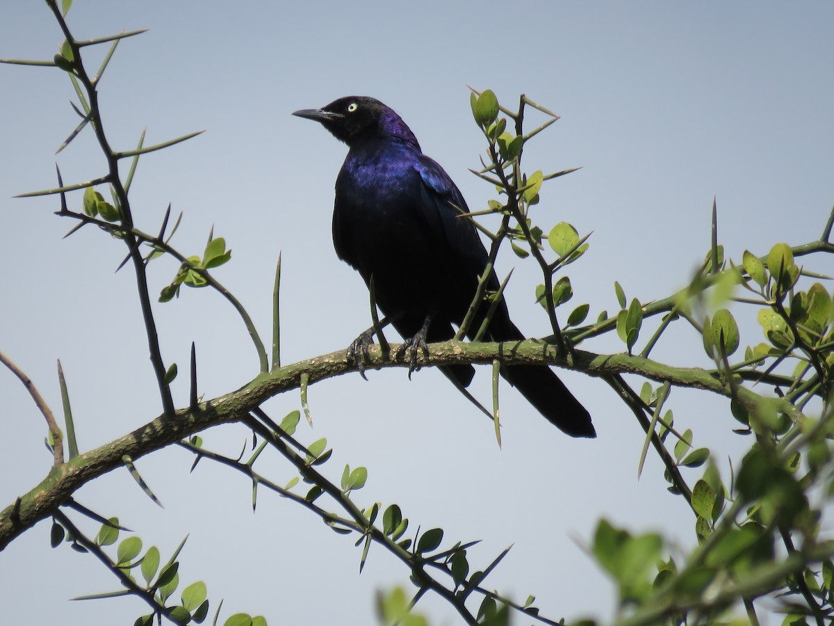 Rüppell's Starling - ML643764901