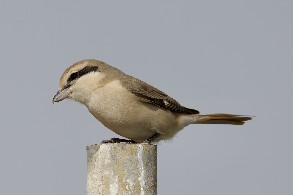 Alcaudón Isabel (isabellinus) - ML643764929