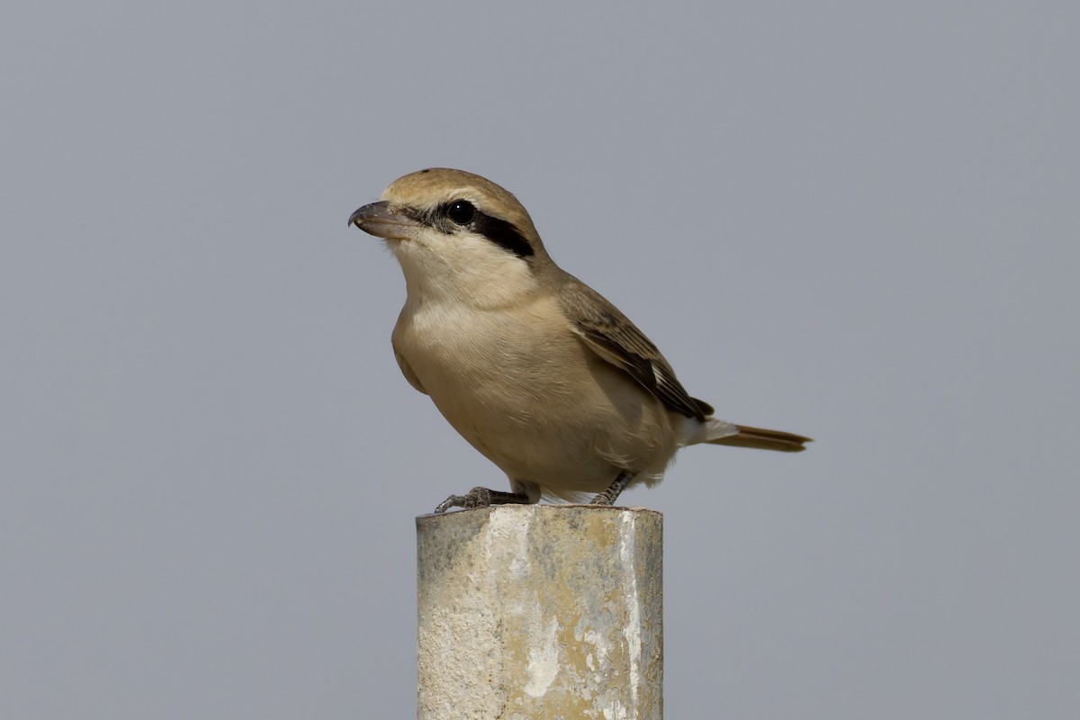 Alcaudón Isabel (isabellinus) - ML643764930
