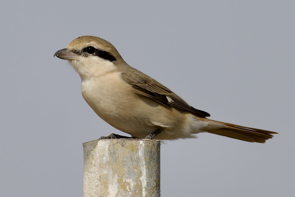 Alcaudón Isabel (isabellinus) - ML643764931