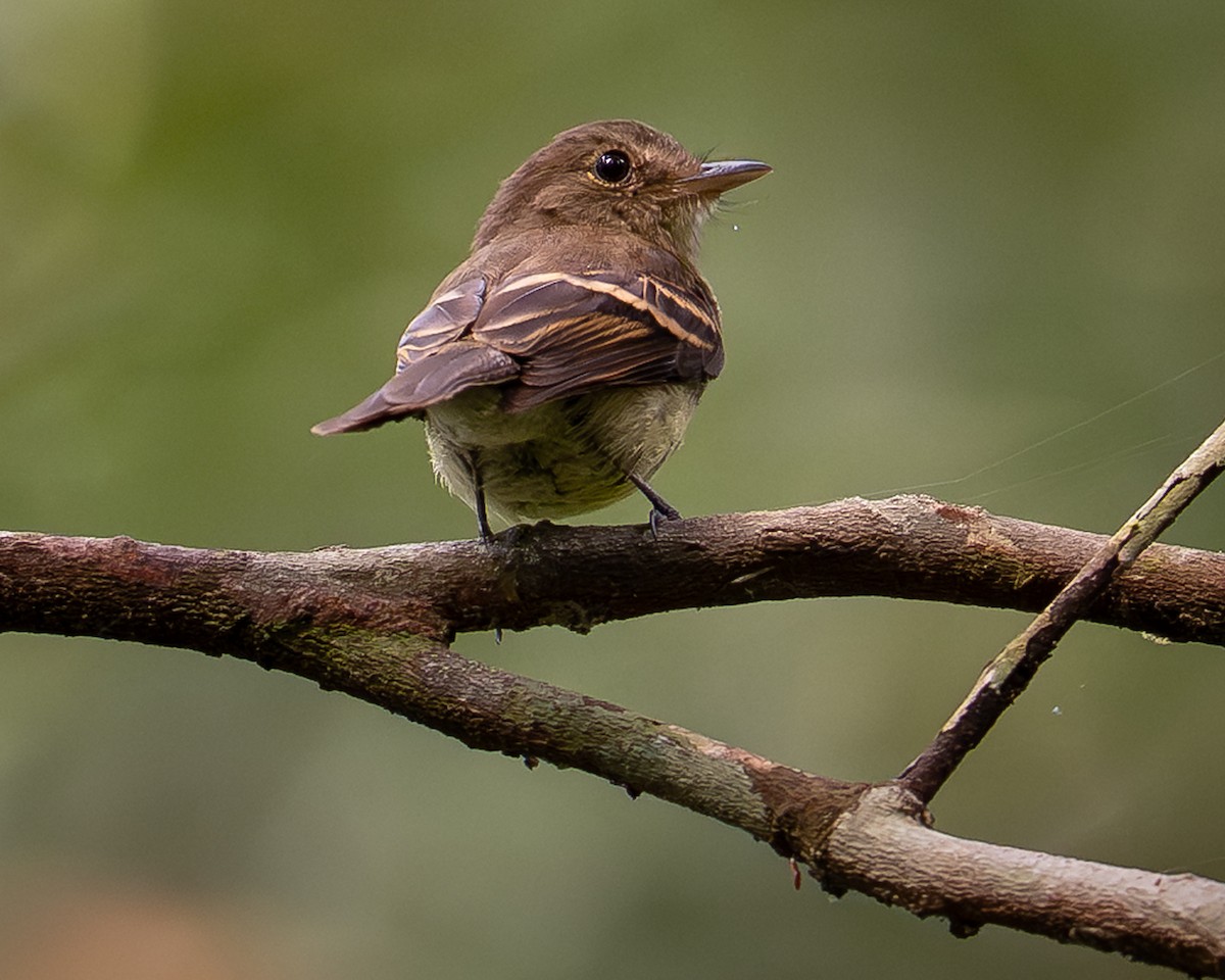 Euler's Flycatcher - ML643764942