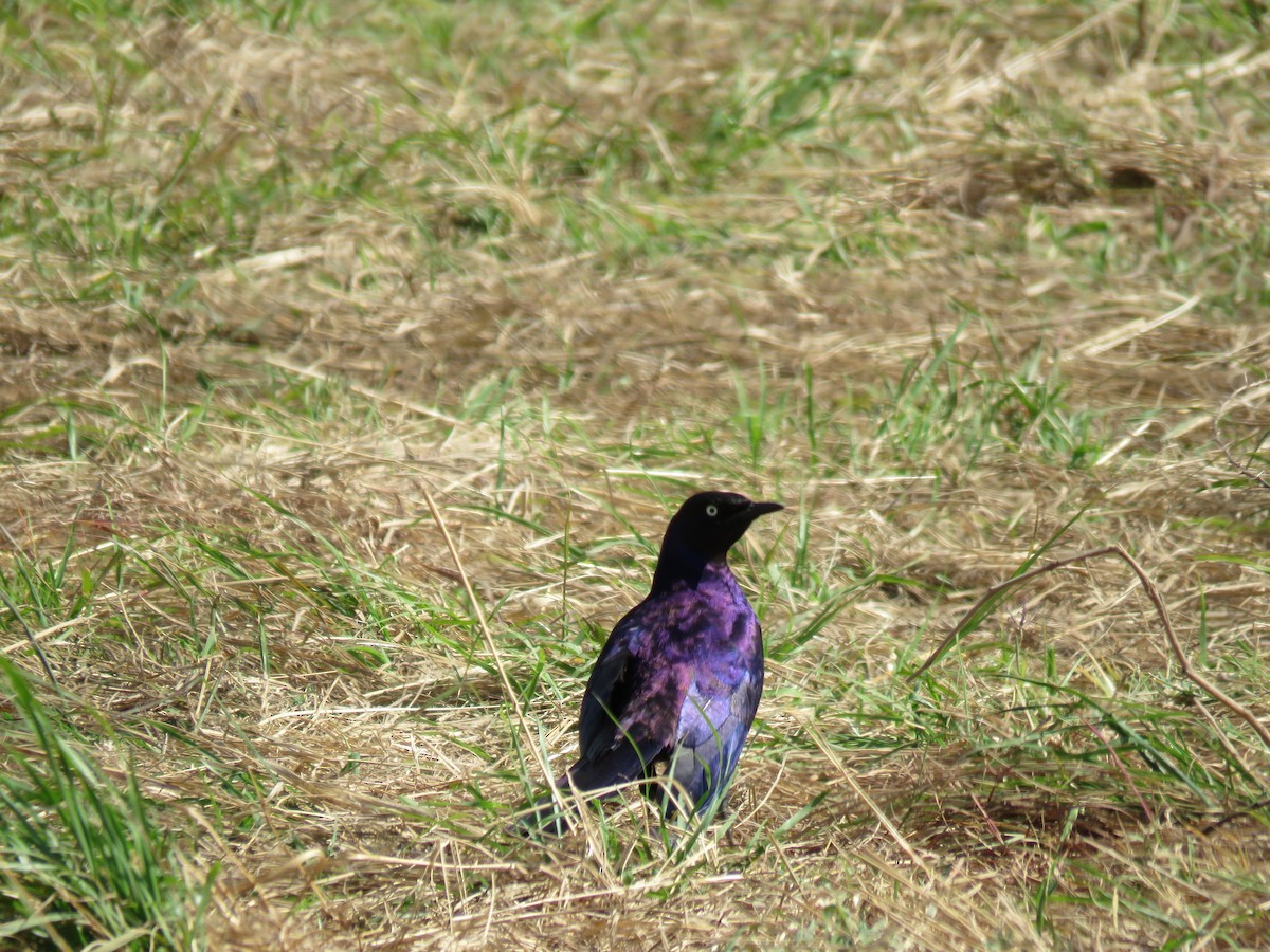 Rüppell's Starling - ML643764948