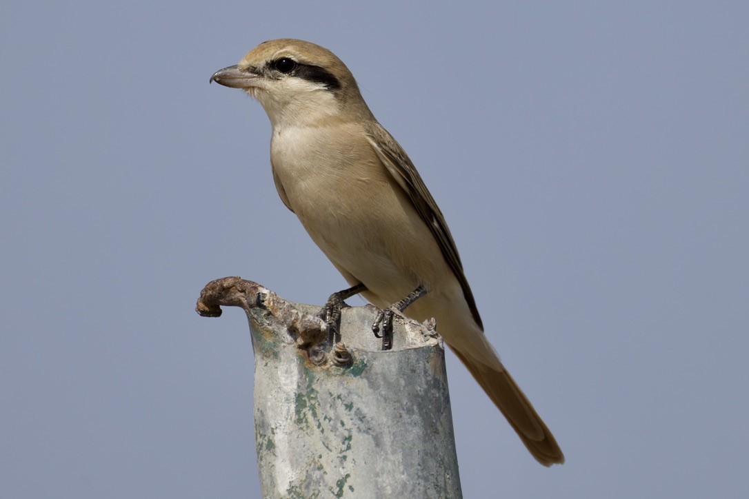 Alcaudón Isabel (isabellinus) - ML643764955
