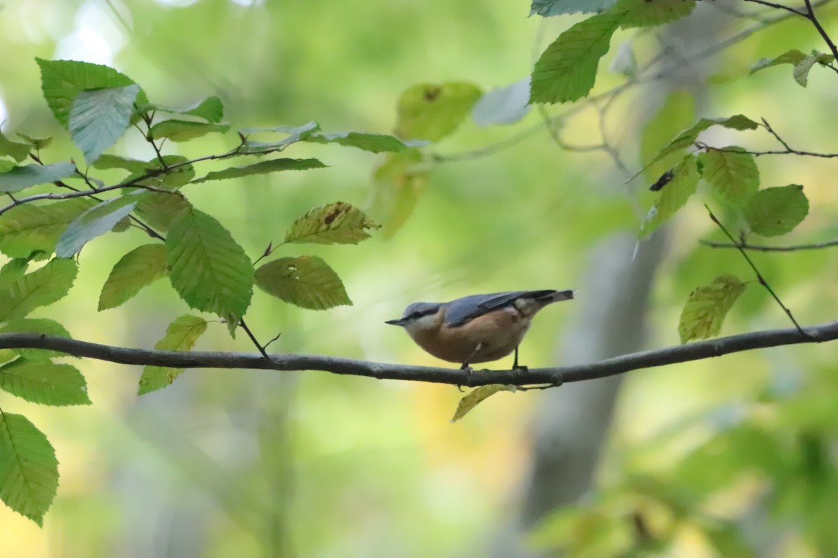 Eurasian Nuthatch - ML643764956