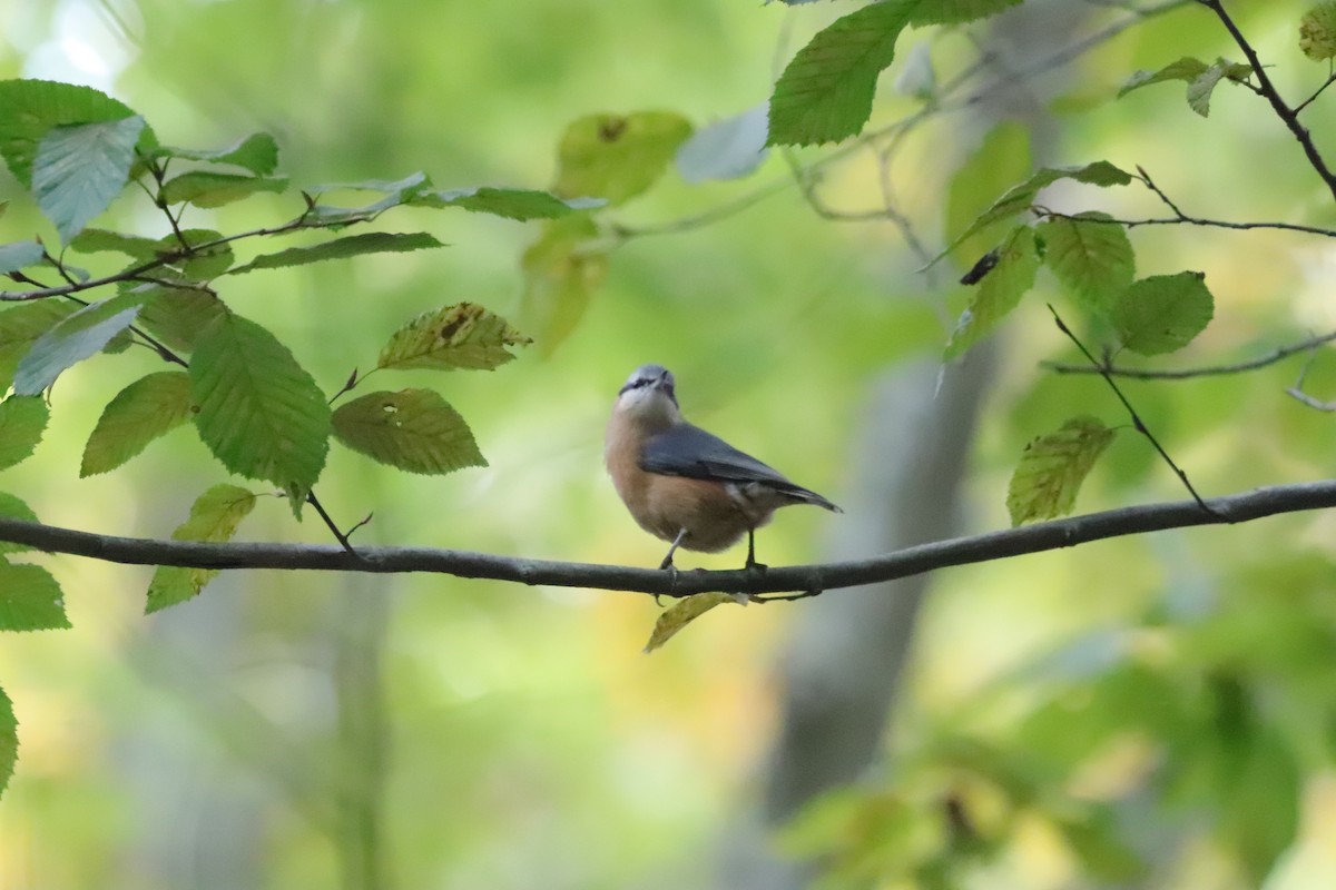 Eurasian Nuthatch - ML643764957