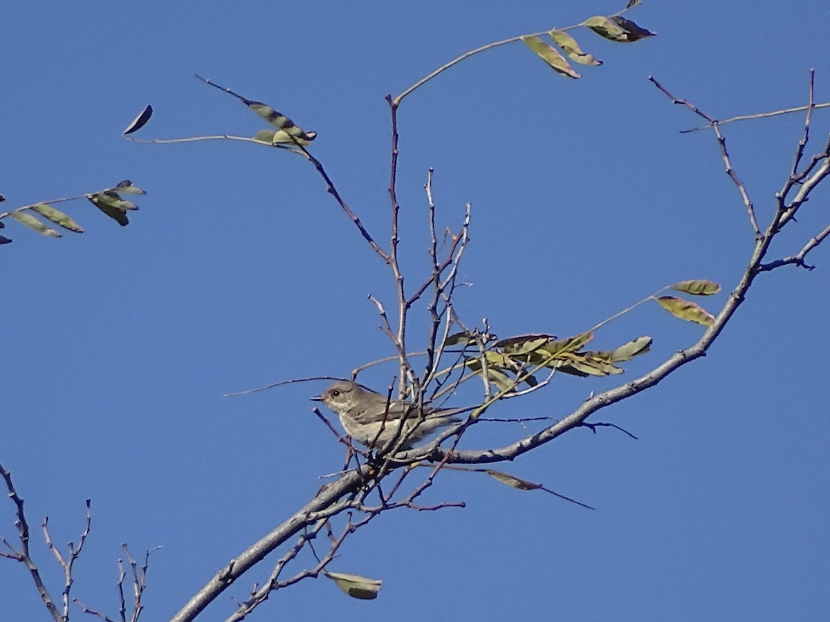 Spotted Flycatcher - ML643764970