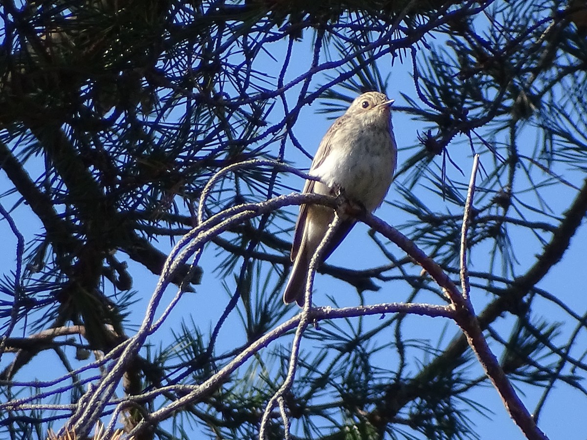 Spotted Flycatcher - ML643764971