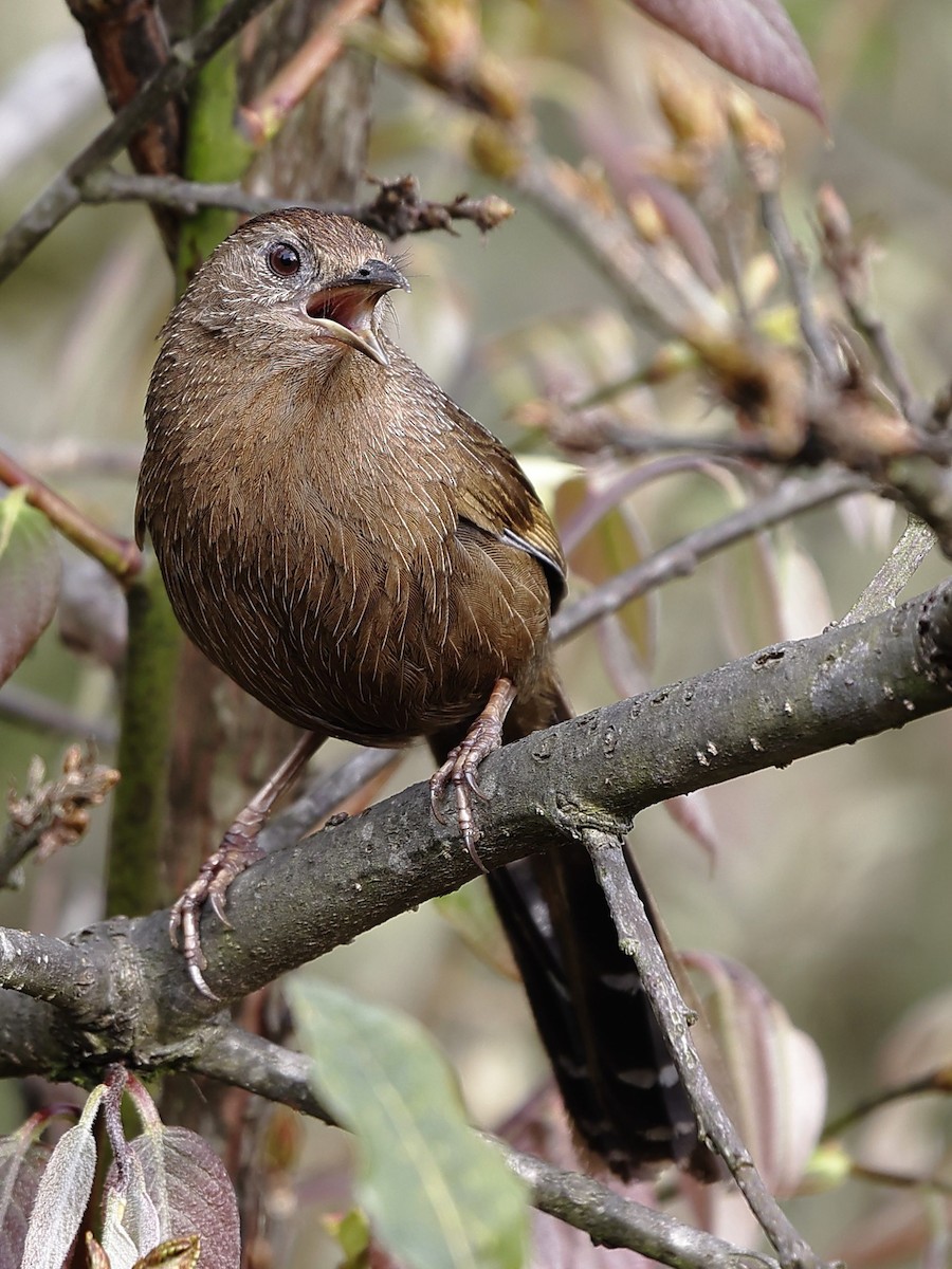 Бутанская кустарница - ML643764972