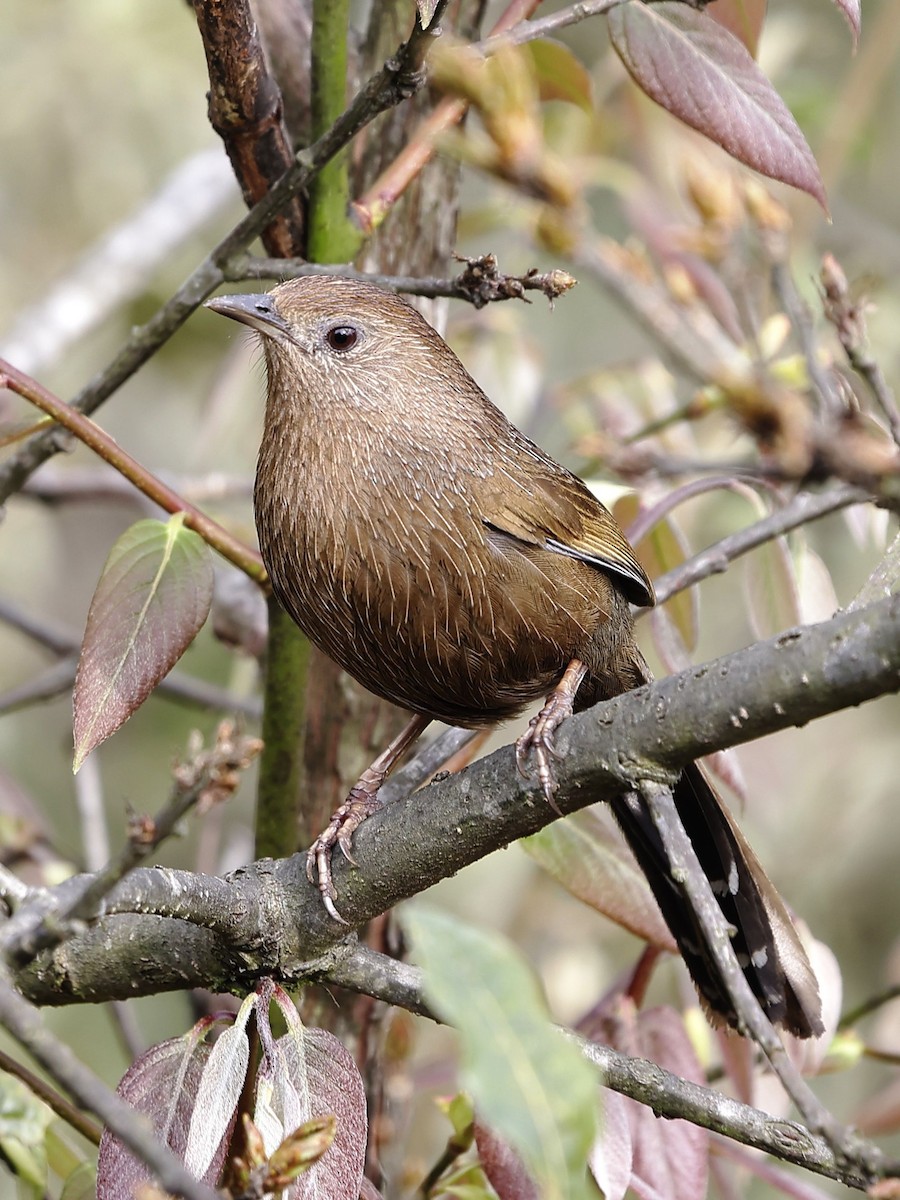 Бутанская кустарница - ML643764973