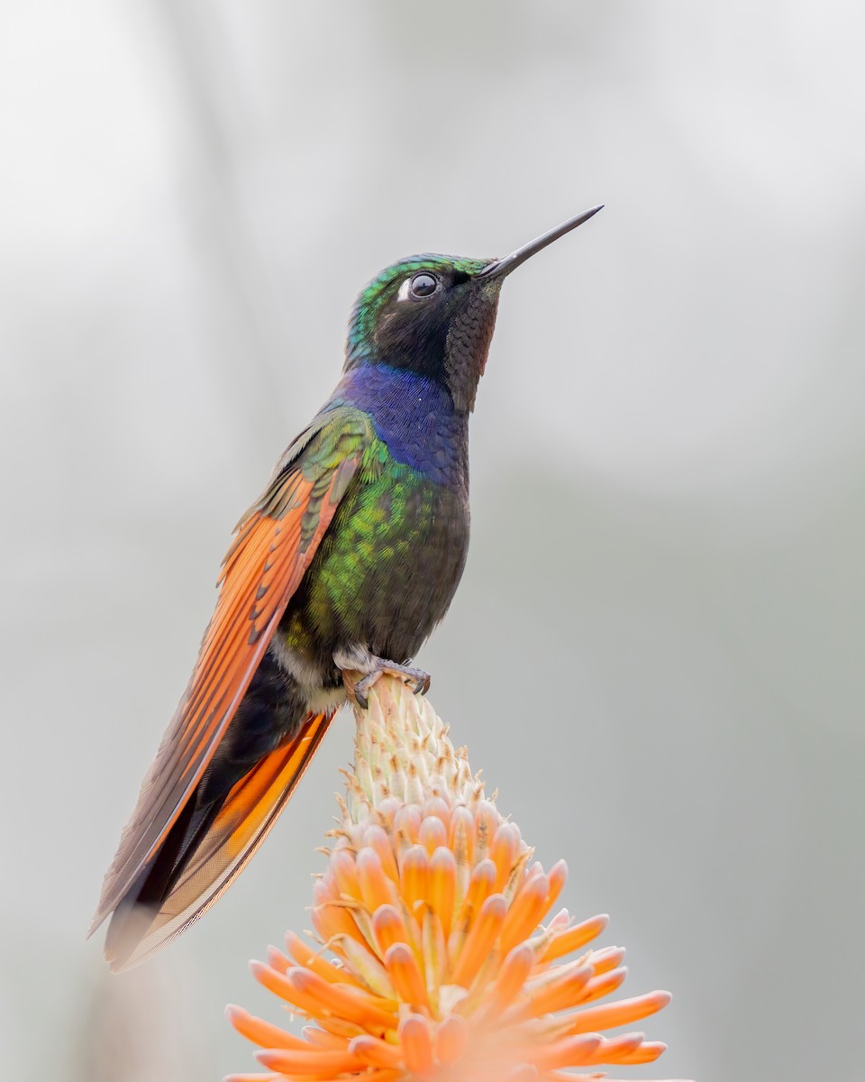 Garnet-throated Hummingbird - ML643764980