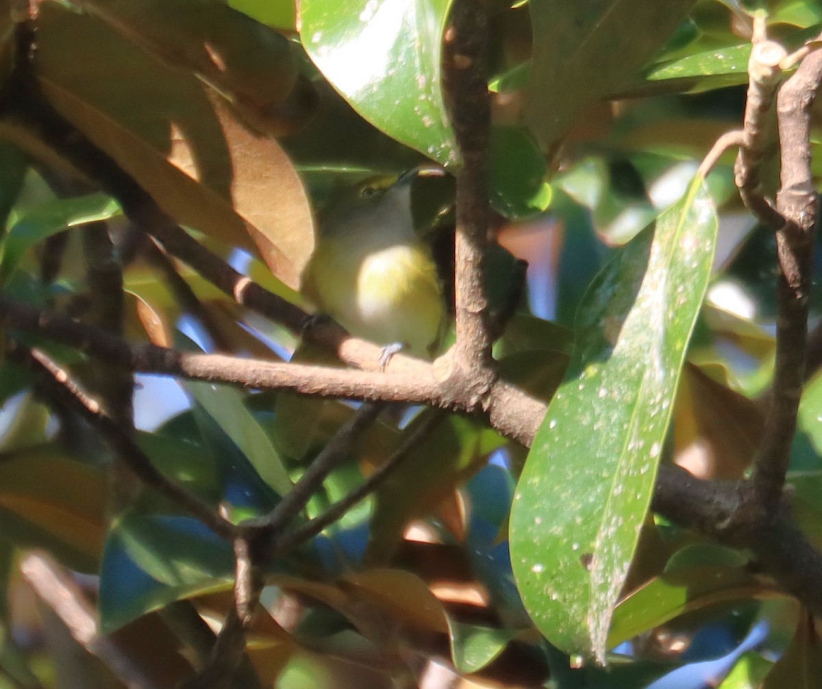 Weißaugenvireo - ML643764993