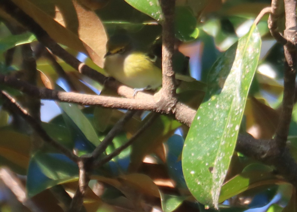 Weißaugenvireo - ML643764999
