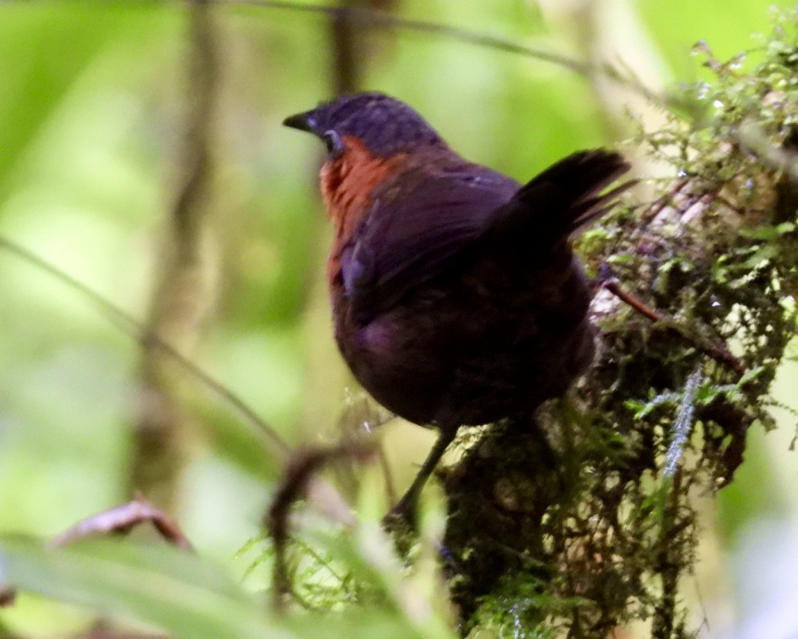 Northern Chestnut-breasted Wren - ML643765000