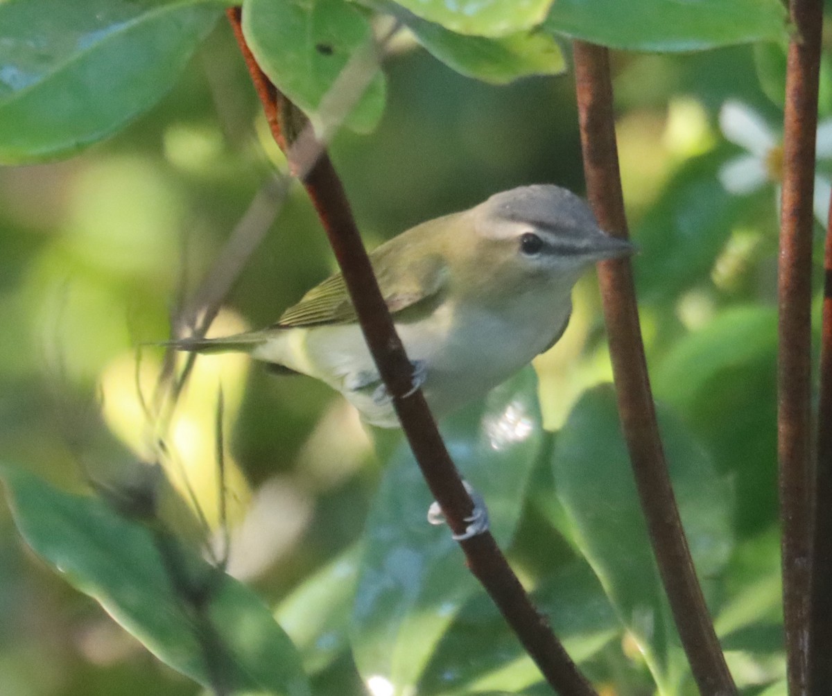 Vireo Ojirrojo - ML643765013