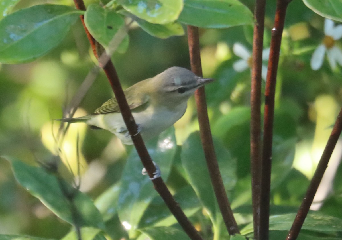 Vireo Ojirrojo - ML643765017
