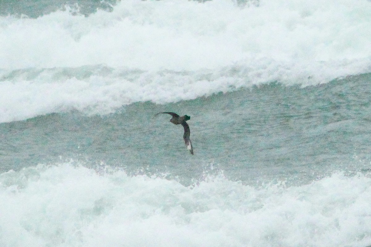 Parasitic Jaeger - ML643765018