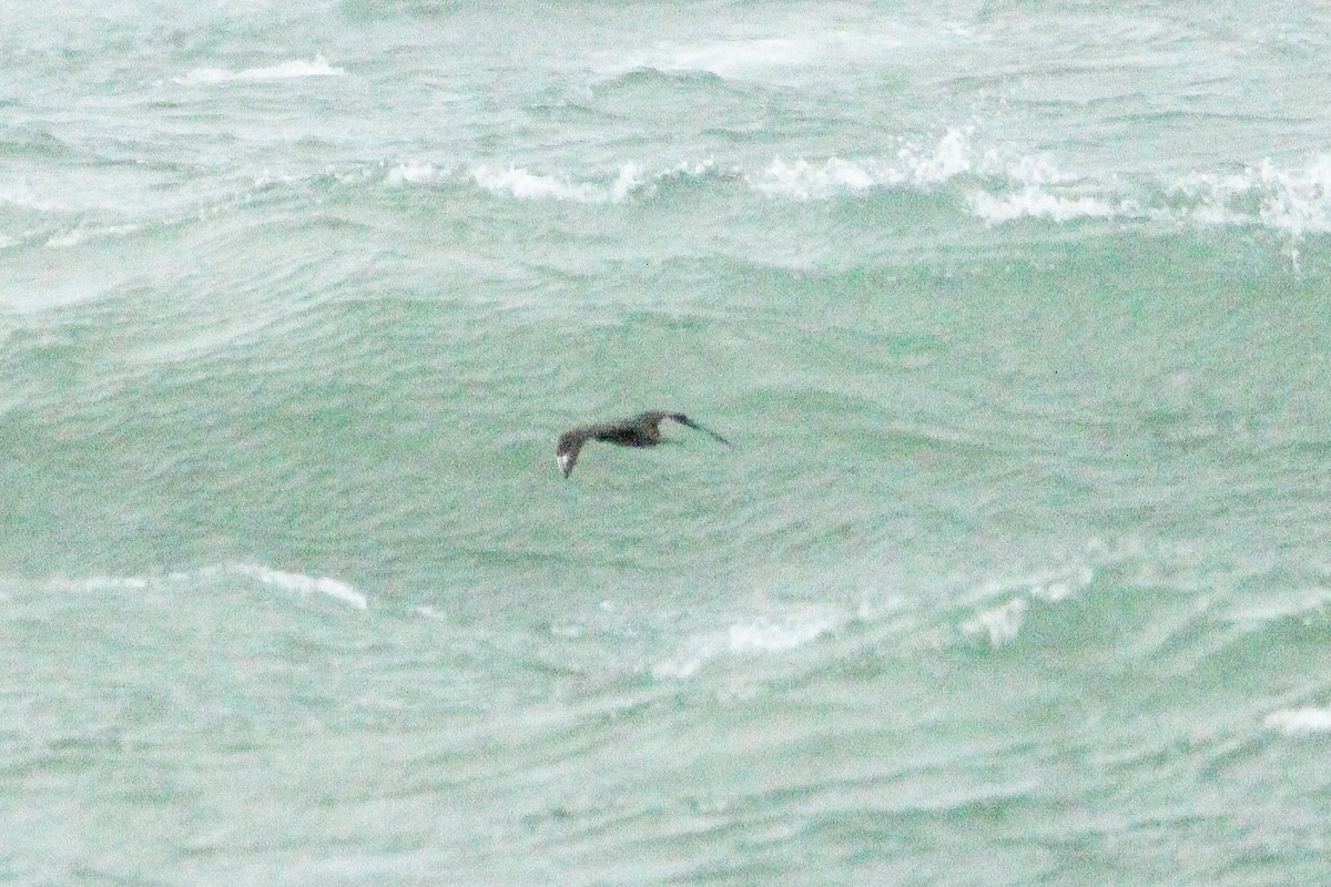 Parasitic Jaeger - ML643765019