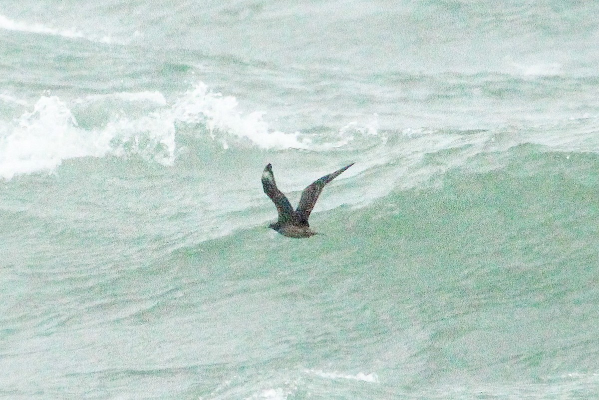 Parasitic Jaeger - ML643765021