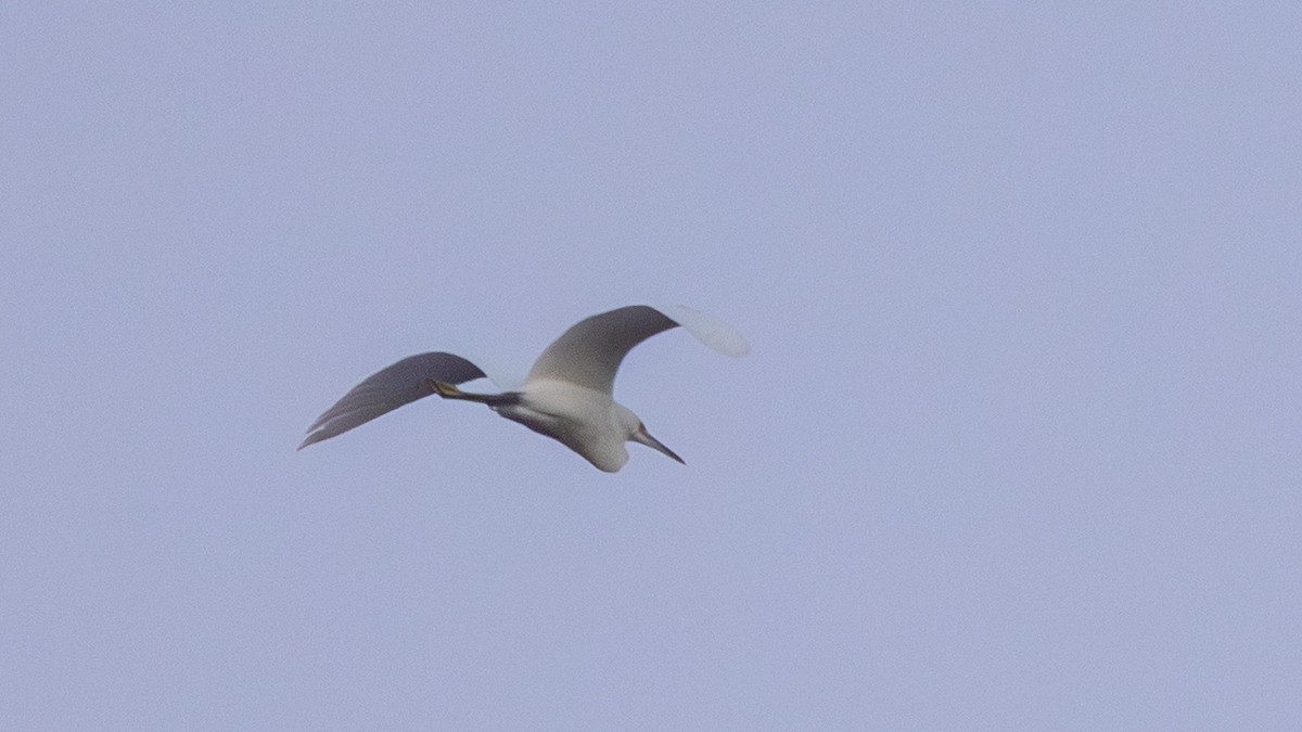 Snowy Egret - ML643765022