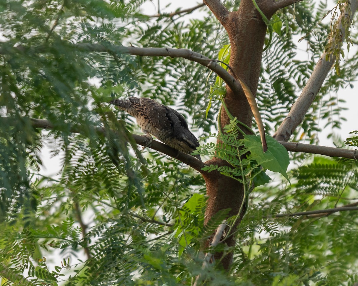 Eurasian Wryneck - ML643765030