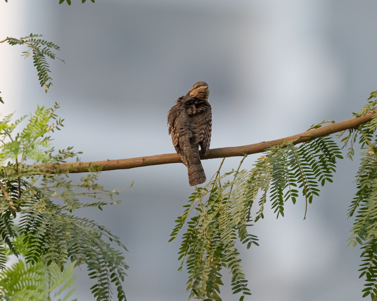 Eurasian Wryneck - ML643765032