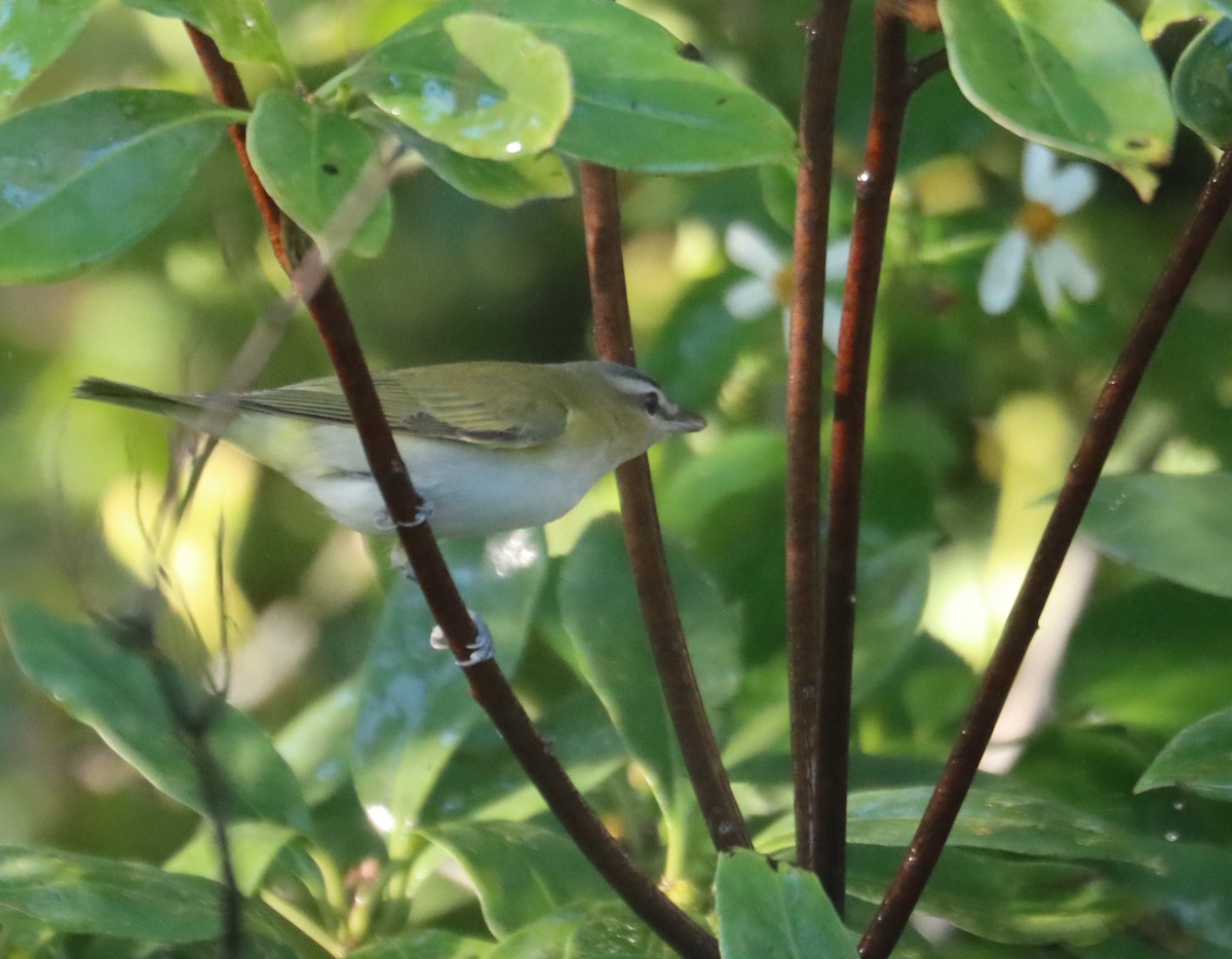 Vireo Ojirrojo - ML643765035