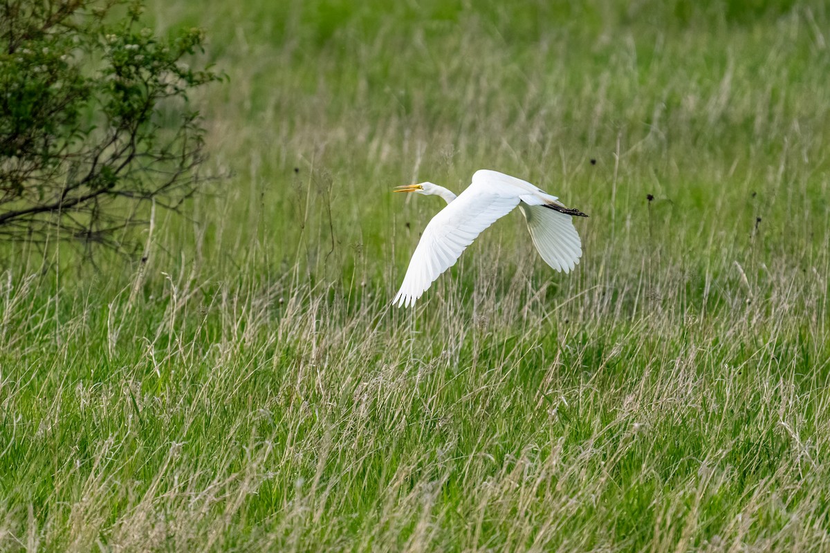 Great Egret - ML643765038