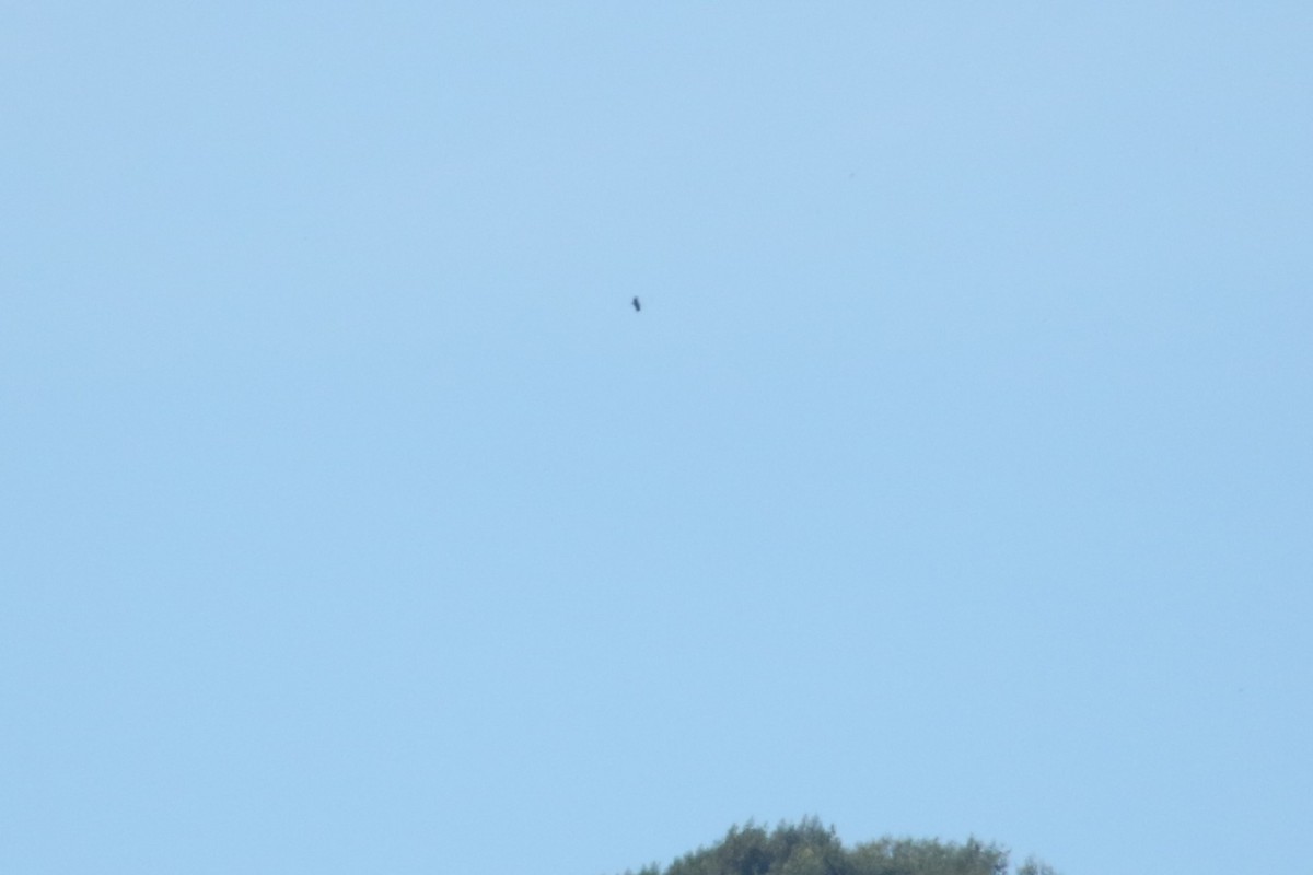 Condor de Californie - ML643765040