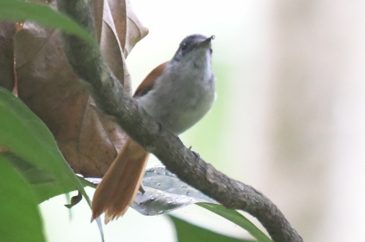 Sao Tome Paradise-Flycatcher - ML643765050