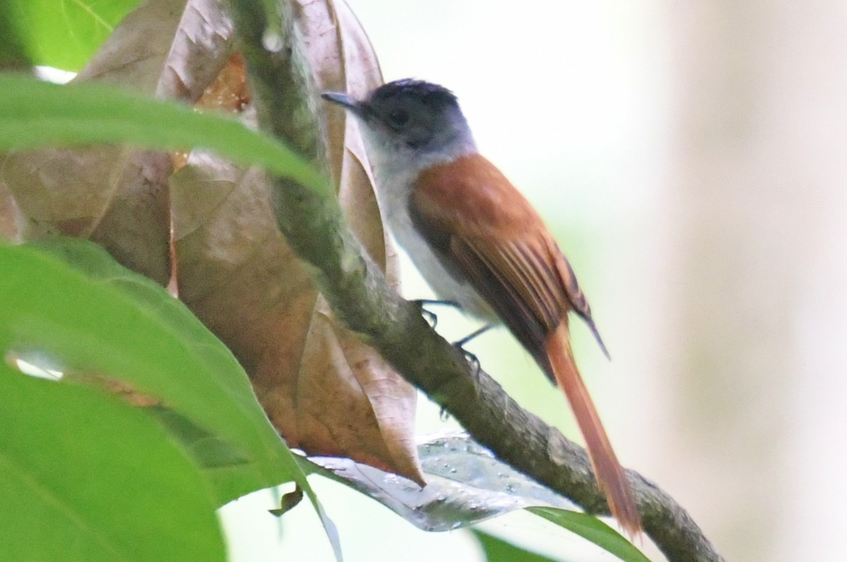 Sao Tome Paradise-Flycatcher - ML643765051