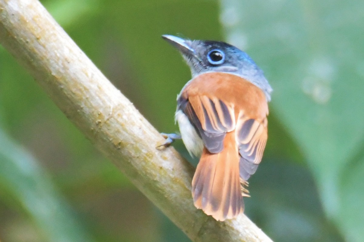 Sao Tome Paradise-Flycatcher - ML643765052