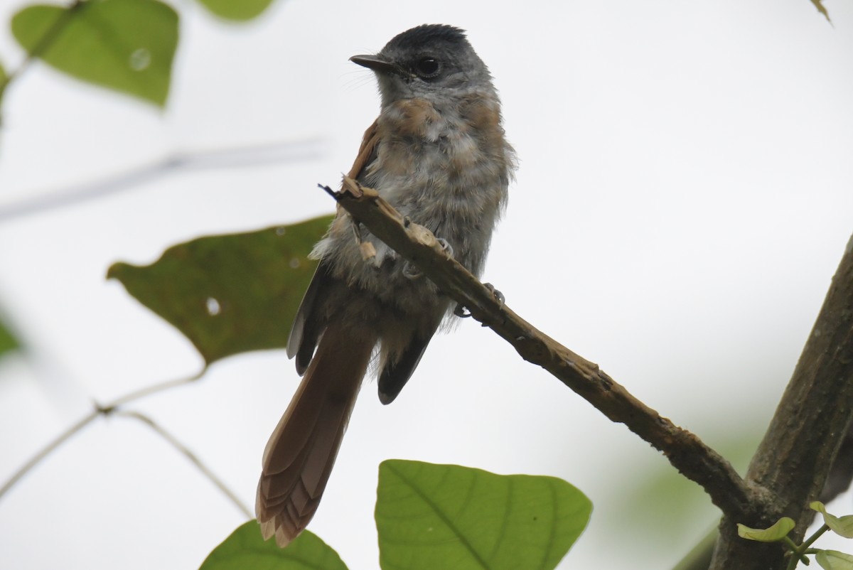 Sao Tome Paradise-Flycatcher - ML643765053