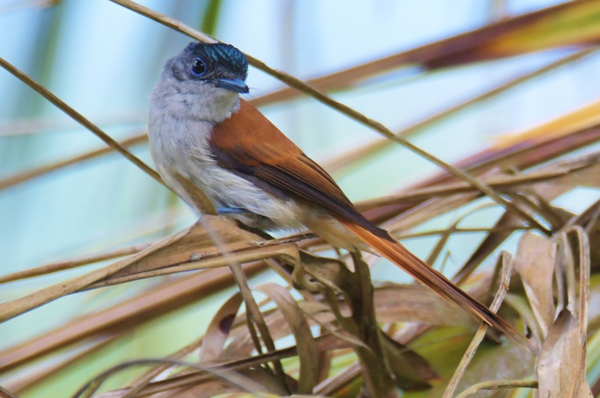 Sao Tome Paradise-Flycatcher - ML643765054