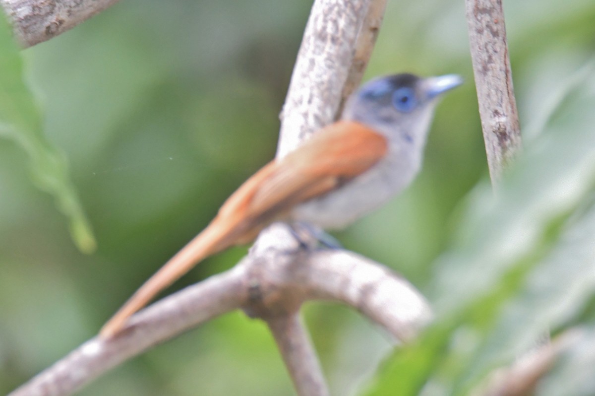 Sao Tome Paradise-Flycatcher - ML643765055