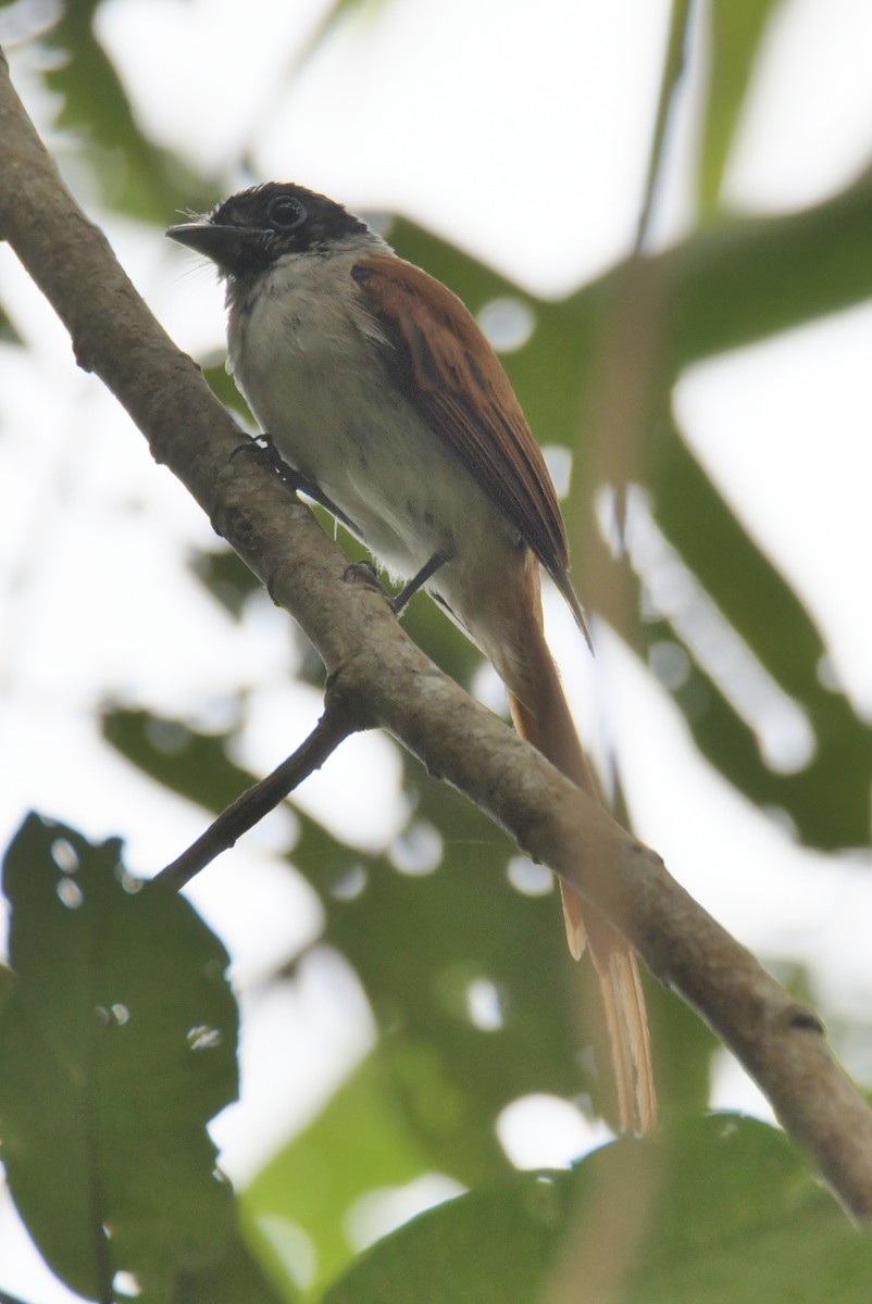 Sao Tome Paradise-Flycatcher - ML643765056
