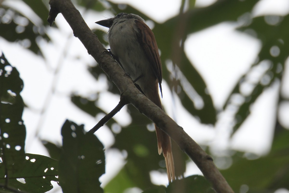 Sao Tome Paradise-Flycatcher - ML643765057