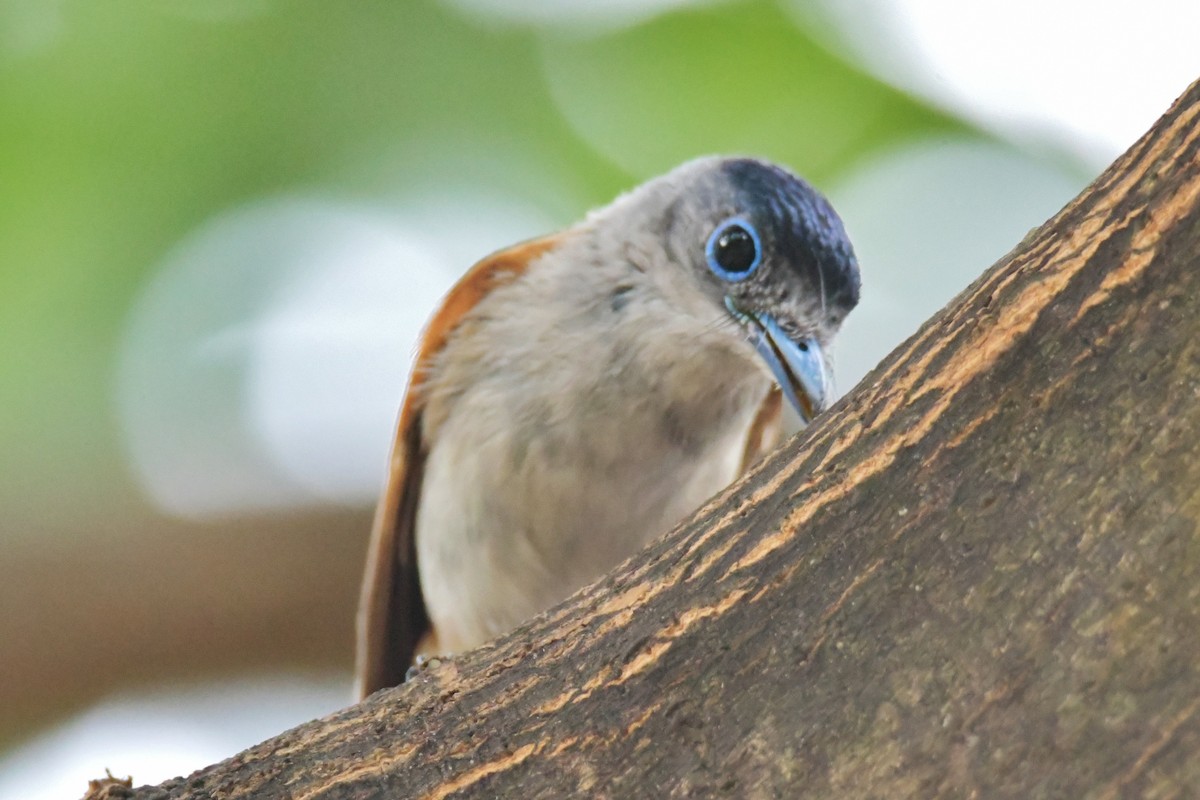Sao Tome Paradise-Flycatcher - ML643765058