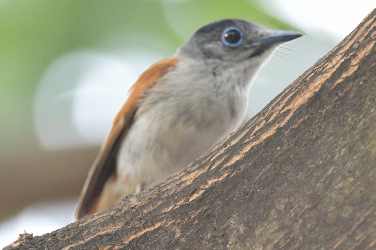 Sao Tome Paradise-Flycatcher - ML643765059